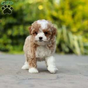 Dolly, Cavapoo Puppy